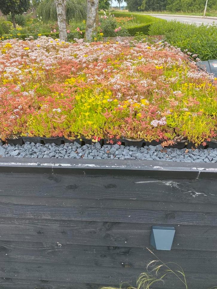 Groendak sedum cassettes maak zelf uw groene dak, Tuin en Terras, Planten | Tuinplanten, Overige soorten, Volle zon, Ophalen of Verzenden