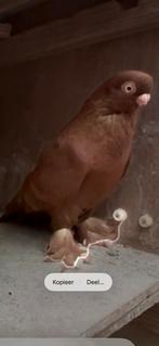 Duif kwijt Enschede, Dieren en Toebehoren, Mannelijk, Overige soorten