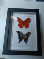 Vlinders in lijst, Ophalen of Verzenden, Zo goed als nieuw, Insect, Opgezet dier