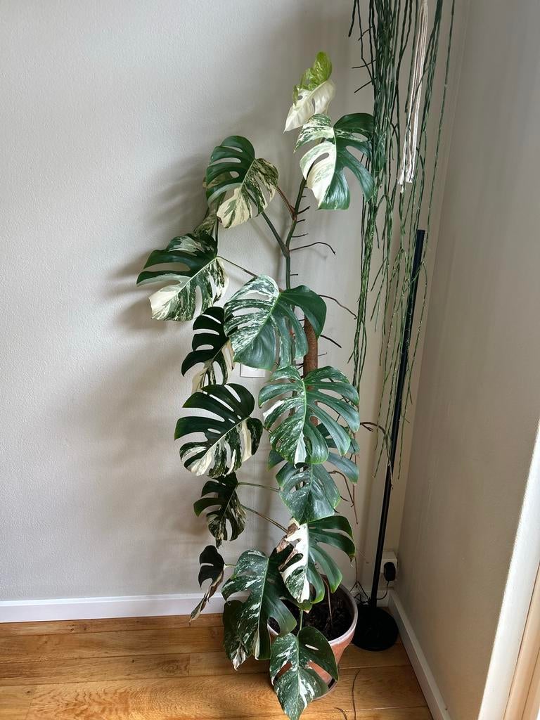 Stekken Monstera Deliciosa Variegata, Huis en Inrichting, Kamerplanten, Ophalen, Halfschaduw, Minder dan 100 cm