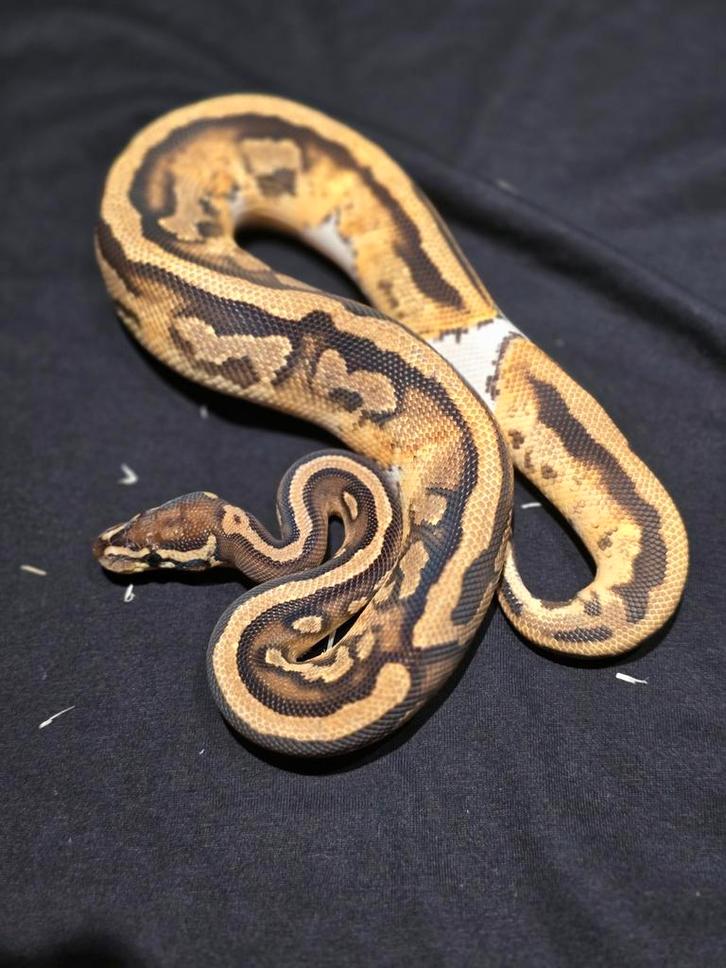 1.0 pied 66% TH ghost clown ultramel ball python c. Ball Python - male for sale from martijn
