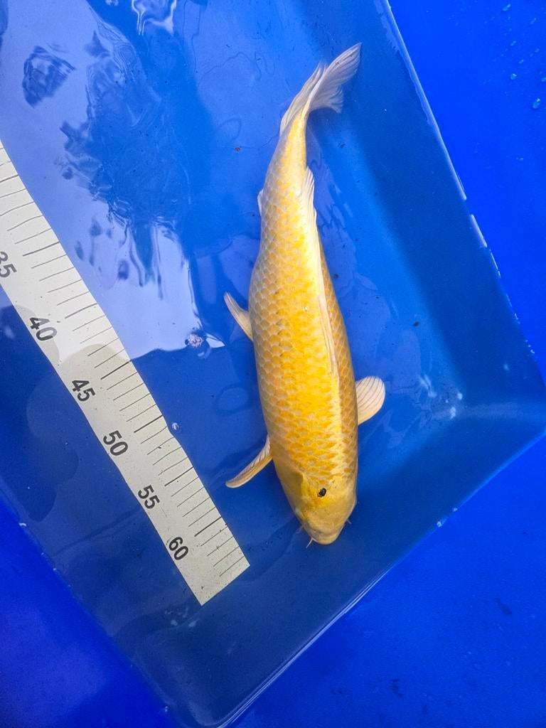 Koi, Dieren en Toebehoren, Vissen | Vijvervissen, Karper of Koi