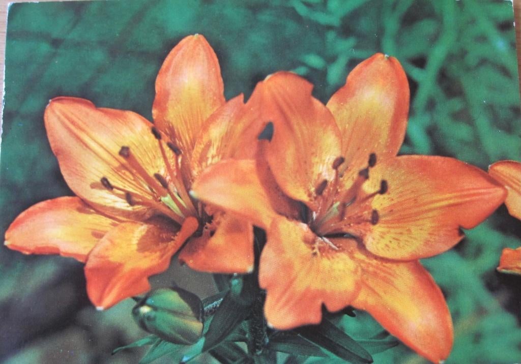 Vuurlelie op nieuwe ansichtkaart, Verzenden, 1980 tot heden, Ongelopen, Natuur