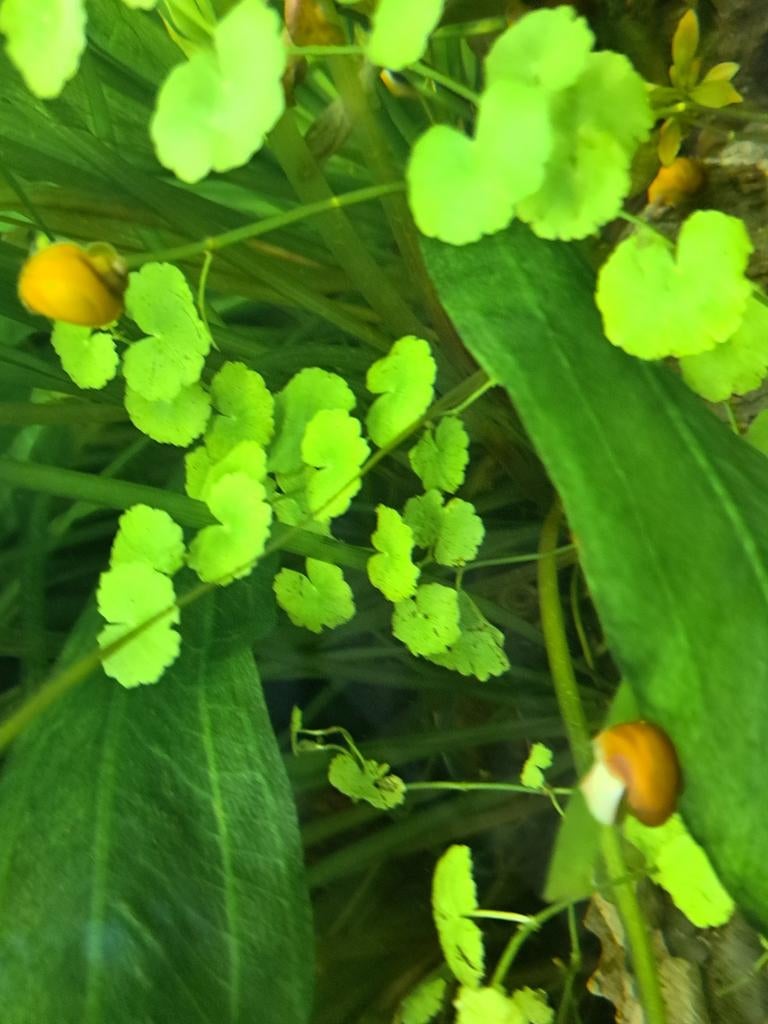 Appelslakken, Ophalen of Verzenden, Nieuw, Gevuld zoetwateraquarium