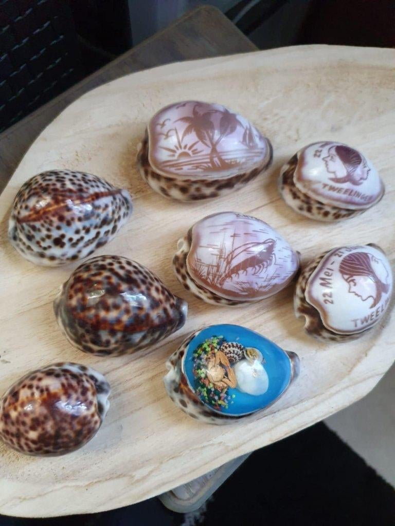 Leuke verzameling schelpen 8 stuks, Ophalen of Verzenden, Schelp(en)