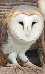 Kerkuil man, Dieren en Toebehoren, Mannelijk, Tam