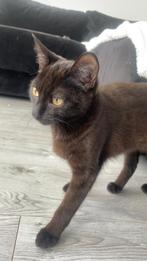 Lieve jonge poes te koop 7 maanden oud, Dieren en Toebehoren