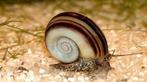 Colombian Giant Ramshorn Snail / Marisa cornuarietis, Dieren en Toebehoren, Vis