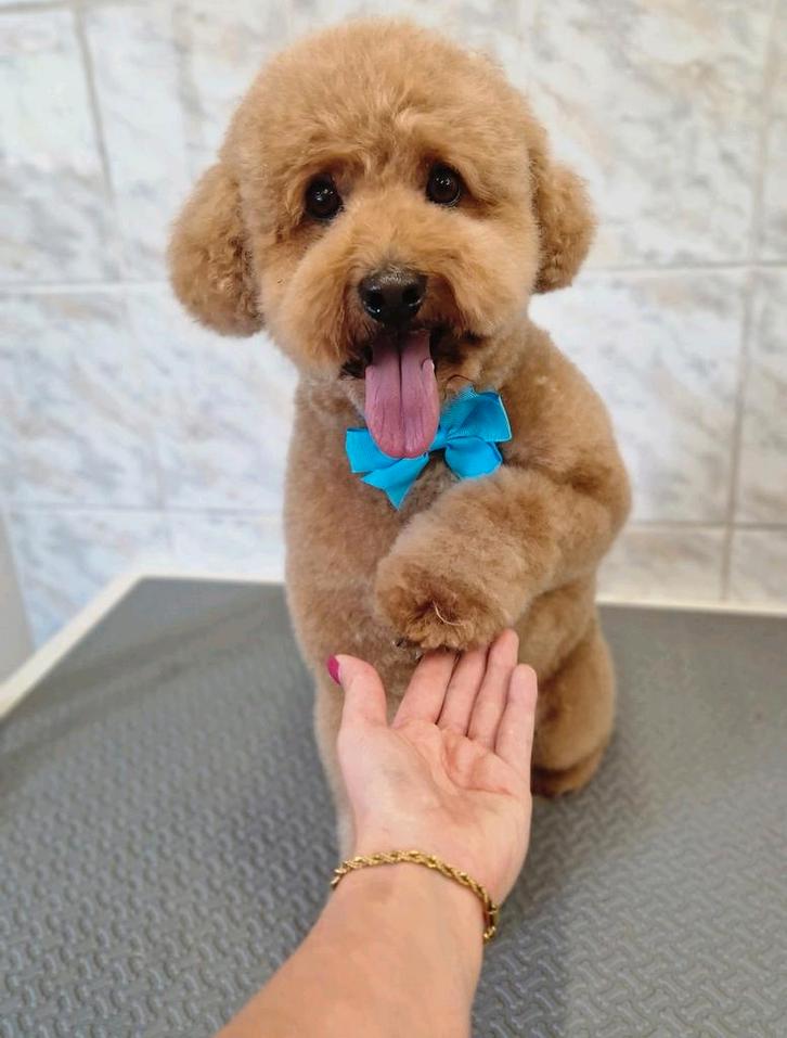 Honden trimsalon Moergestel, Dieren en Toebehoren, Honden-accessoires, Ophalen