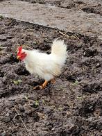 Serama haantjes, Dieren en Toebehoren, Mannelijk, Kip