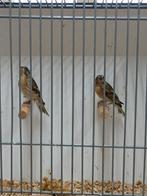 Citroenborstedelzangers, Vrouwelijk, Tropenvogel, Geringd