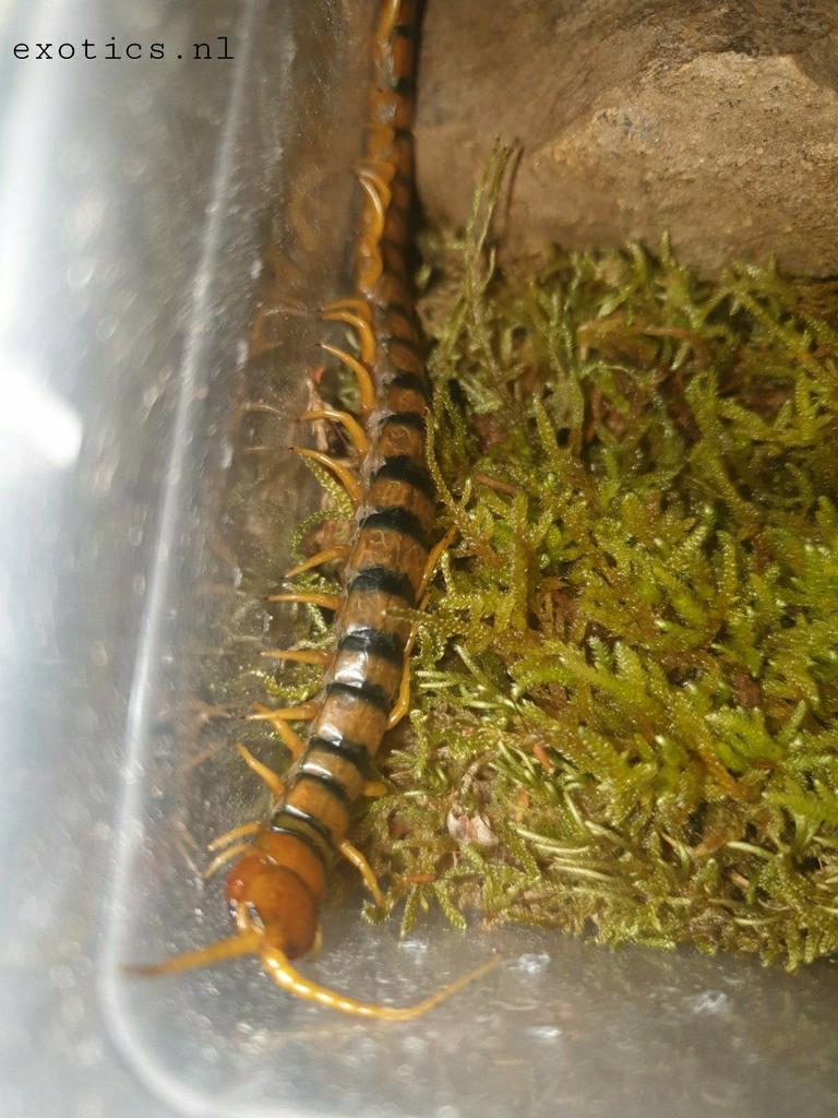Scolopendra cinguleta's volwassen, Dieren en Toebehoren, Wandelende tak