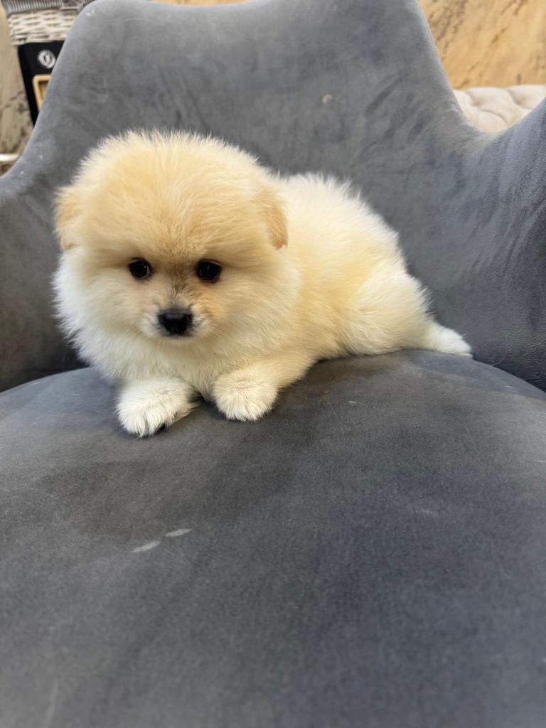 Mini Pomeranian reutje 3 maanden te koop, Dieren en Toebehoren, Rabiës (hondsdolheid), 15 weken tot 1 jaar, Eén hond, Nederland