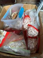 Hele grote doos met schelpen, Ophalen, Schelp(en)