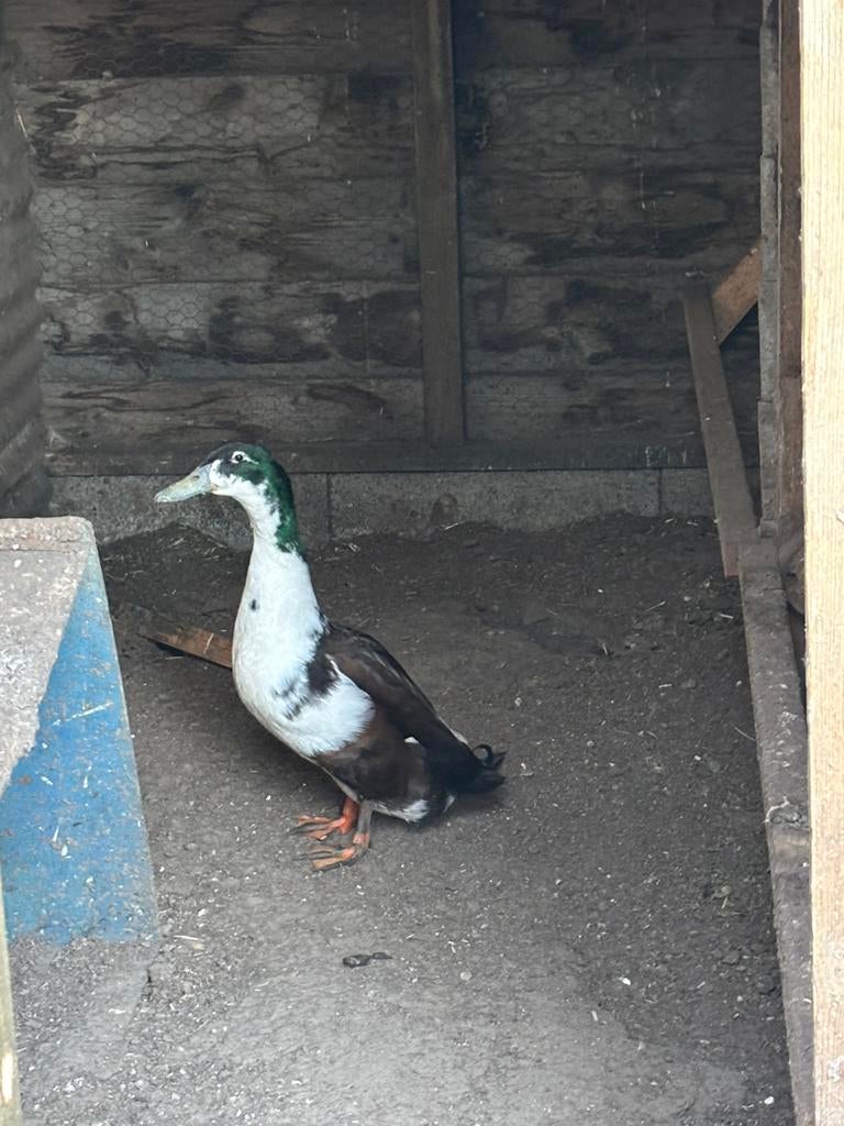 Loopeend., Dieren en Toebehoren, Pluimvee, Mannelijk, Eend