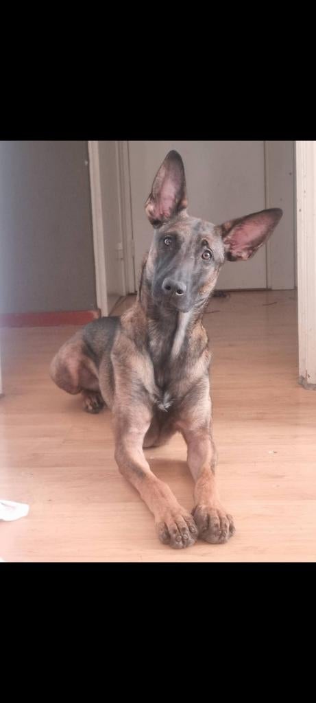 Mechelse herder , teef, 16 maanden oud., Dieren en Toebehoren, Honden | Herdershonden en Veedrijvers, Teef, Herder, Particulier