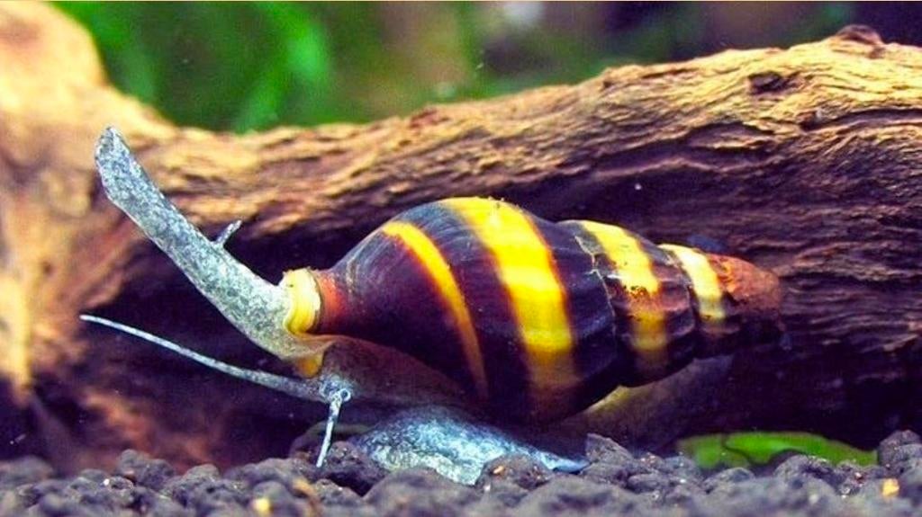 Helena Slakken, Slak of Weekdier