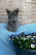 Engels Angora konijn, Dieren en Toebehoren, Vrouwelijk, Groot