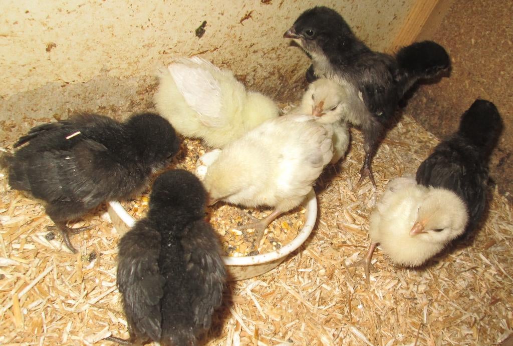 kuikentjes van Antwerpse baardkriel, Dieren en Toebehoren, Pluimvee, Geslacht onbekend, Kip