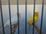 koppel kanaries, Dieren en Toebehoren, Vogels | Kanaries, Meerdere dieren, Kleurkanarie