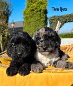 Boomer x Mini labradoodle pups, Nederland, Overige rassen, 8 tot 15 weken, Meerdere