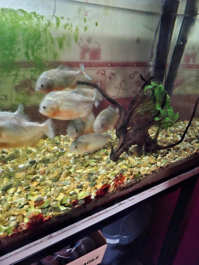 9 piranha's, Vis, Zoetwatervis