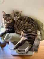 Lieve jonge katten zoeken een huis., Dieren en Toebehoren, Katten en Kittens | Overige Katten, Meerdere dieren, Kortharig, 0 tot 2 jaar