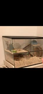Hamsterhok van glas met accessories, Dieren en Toebehoren, Knaagdieren en Konijnen | Hokken en Kooien, Kooi, Minder dan 75 cm