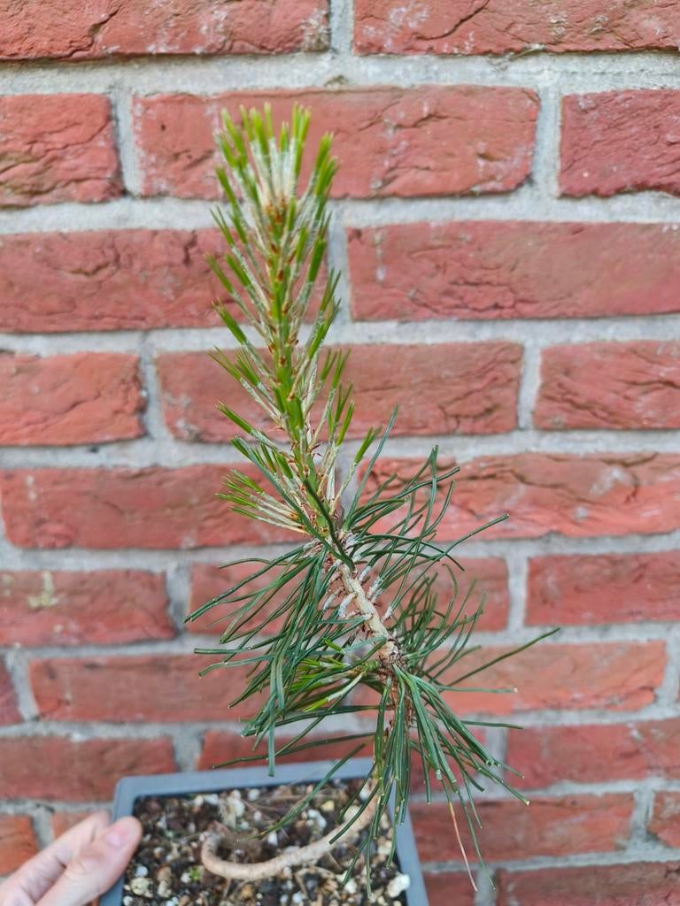 Zwarte Den Pre Bonsai Black Pine, Bloeit niet, Halfschaduw, Minder dan 100 cm, Overige soorten