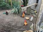 Gratis hanen (Serama), Dieren en Toebehoren, Pluimvee, Mannelijk, Kip