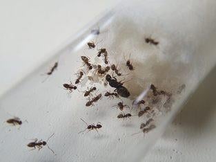 Tapinoma sp. 50+ werkers mieren kolonie, Mieren