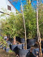 Paardekastanje boom, Ophalen, Lente, Volle zon, Overige soorten