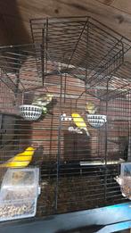 60€ iedereen, Meerdere dieren, Kleurkanarie