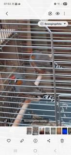 2 Zebravinken mannetjes inclusief kooi, Ophalen, Metaal, Vogelkooi