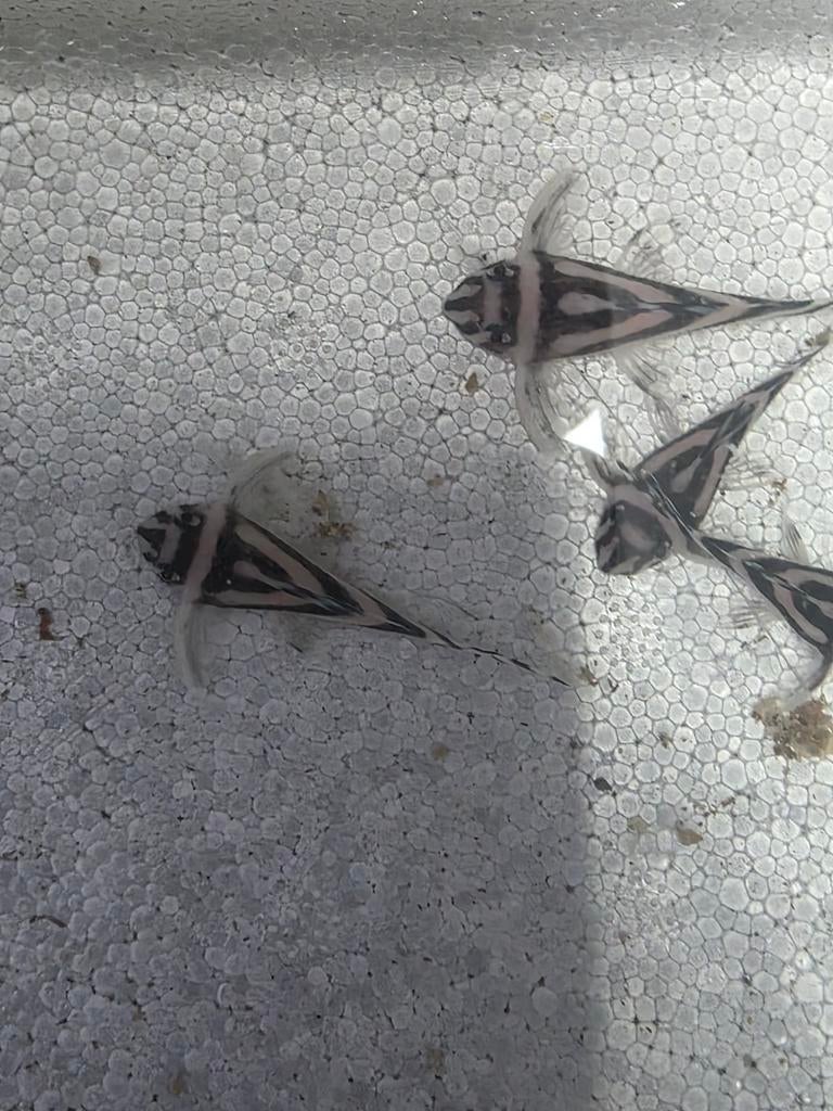 L46   3 tot 4,5cm gezonde jonge dieren mogen verhuizen, Dieren en Toebehoren, Vissen | Aquariumvissen, Vis