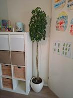 Grote kamerplant inclusief pot, Ophalen, Halfschaduw, Minder dan 100 cm