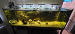 Volledige aquarium inclusief vissen en toebehoren, Dieren en Toebehoren, Ophalen, Gebruikt, Overige typen