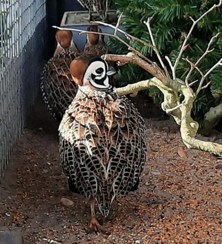 2 montezuma dwerg kwartel haantjes, Dieren en Toebehoren, Mannelijk, Tropenvogel, Geringd