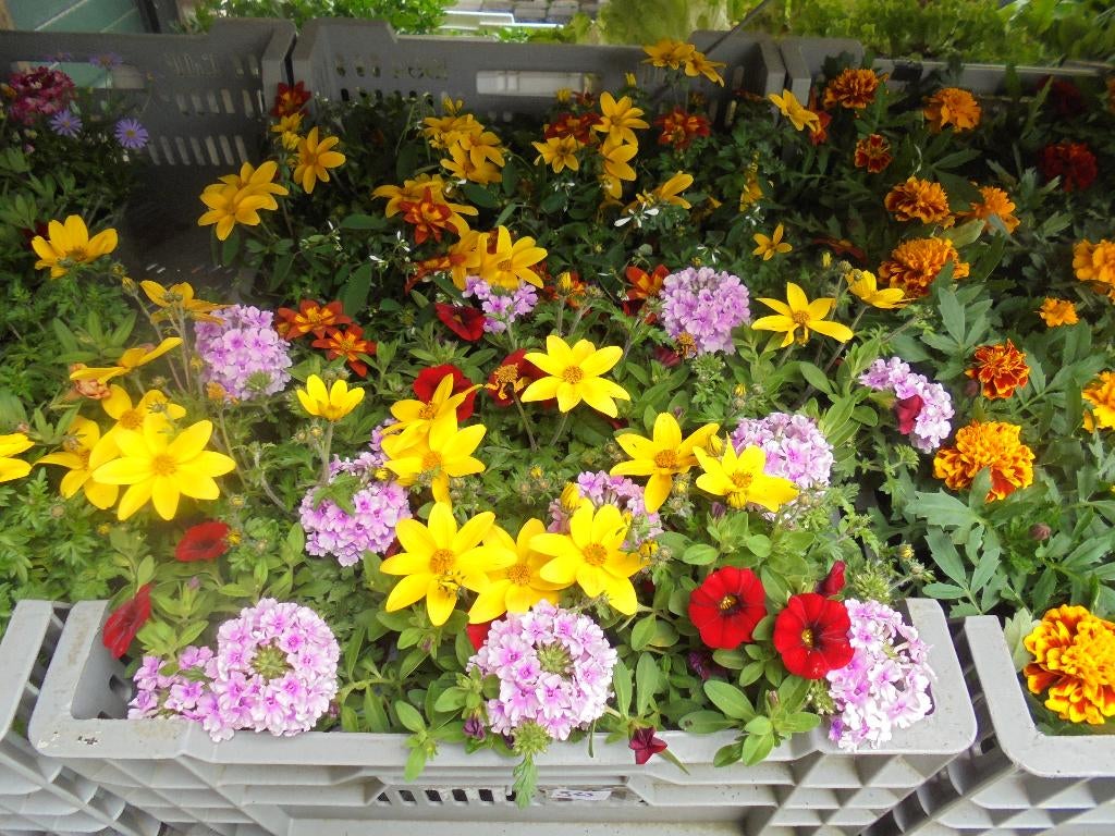 eenjarige bloemen, Overige soorten, Volle zon, Eenjarig, Ophalen of Verzenden