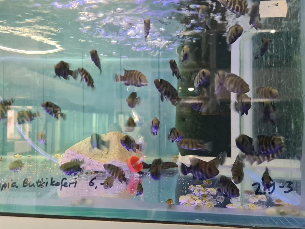 Tilapia Buttikoferi, Dieren en Toebehoren, Vissen | Aquariumvissen, Vis, Zoetwatervis