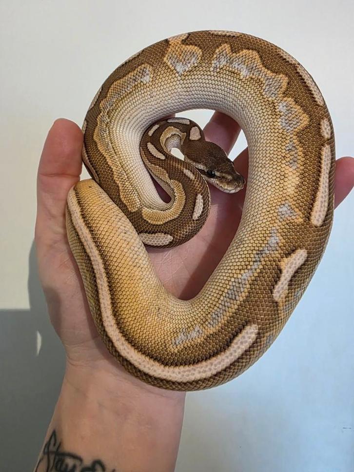 Ballpython- python regius- koningspython Ball Python - female for sale from MiSa