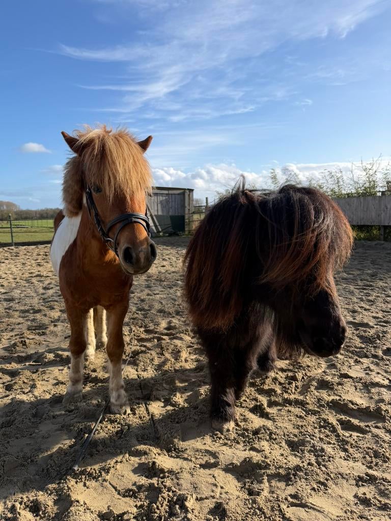 Verzorg/ Bijrijdpony aangeboden, Ophalen of Verzenden
