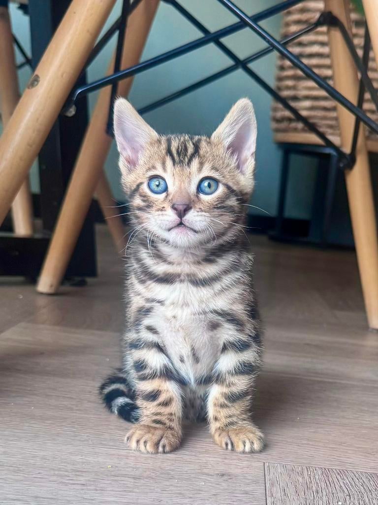 Twee kittens, Dieren en Toebehoren, Katten en Kittens | Raskatten | Korthaar, Meerdere dieren, Ontwormd, 0 tot 2 jaar