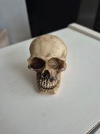 Decoratieve schedel - Realistisch en gedetailleerd, Ophalen of Verzenden