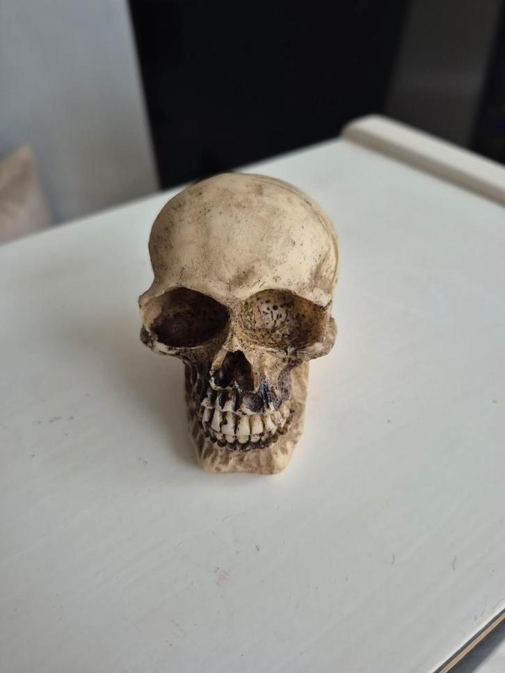 Decoratieve schedel - Realistisch en gedetailleerd, Verzamelen, Beelden en Beeldjes, Ophalen of Verzenden