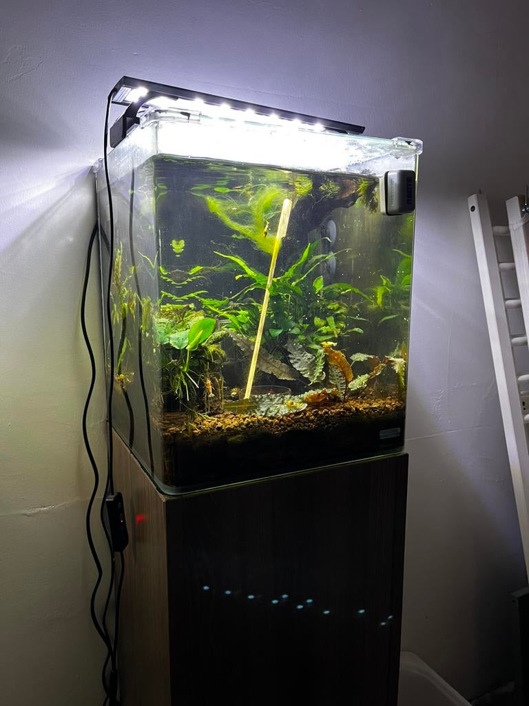 Pure black line garnalen met nano 30l bak, Dieren en Toebehoren, Vissen | Aquaria en Toebehoren, Ophalen, Zo goed als nieuw, Leeg aquarium