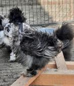 Jonge USA Zijdehoen Bowtie Showgirl Blauw Splash krulveer, Mannelijk, Kip