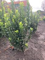 Euonymus green spire ( buxusvervanger ), Tuin en Terras, Planten | Struiken en Hagen, Ophalen
