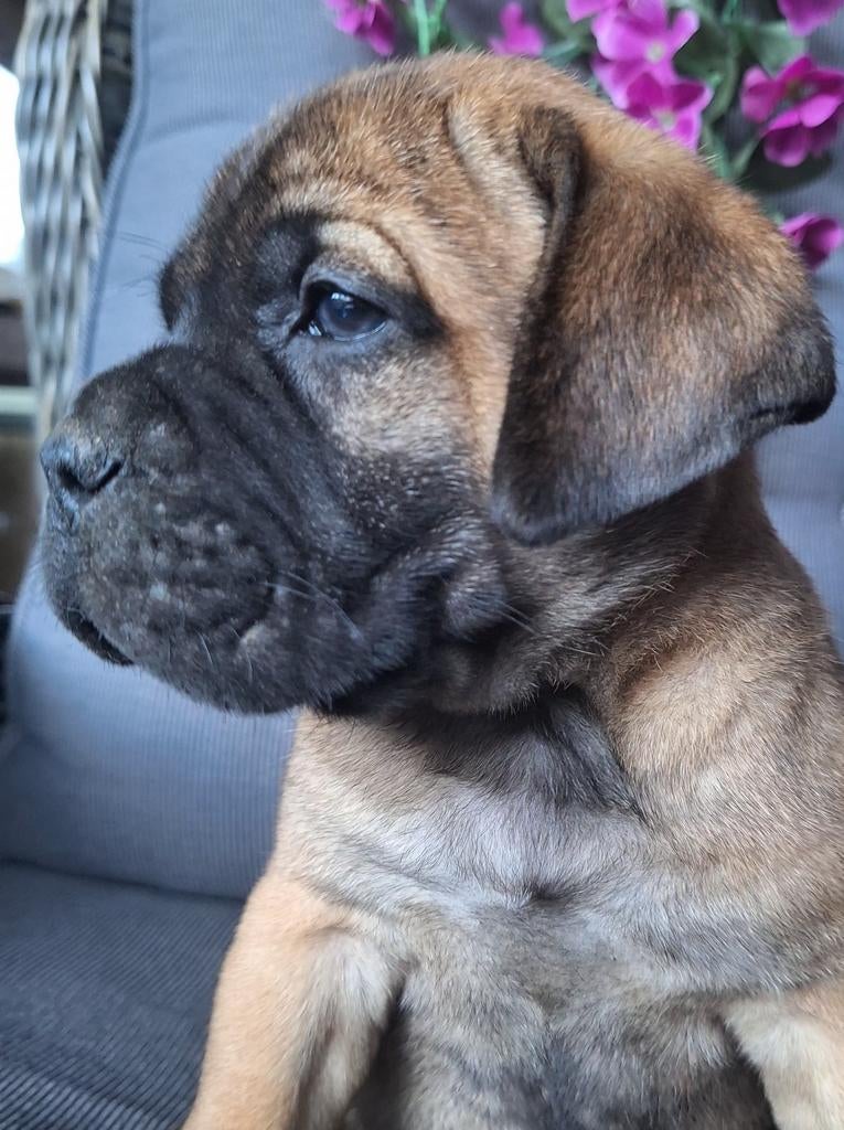 Bullmastiff pups, Overige rassen, 8 tot 15 weken, Meerdere, Meerdere dieren
