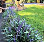 Leliegras, Tuin en Terras, Planten | Tuinplanten, Ophalen, Overige soorten, Halfschaduw